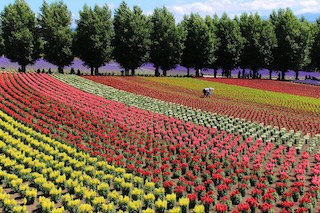 The Future is Flora: Journey Through Japan’s Gardens of Tomorrow JNTO