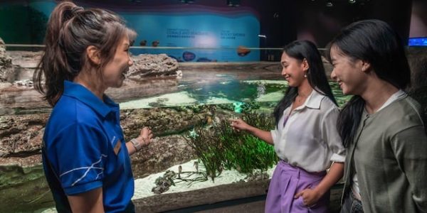 Singapore Oceanarium spotlights native seahorses through exclusive guided experience 