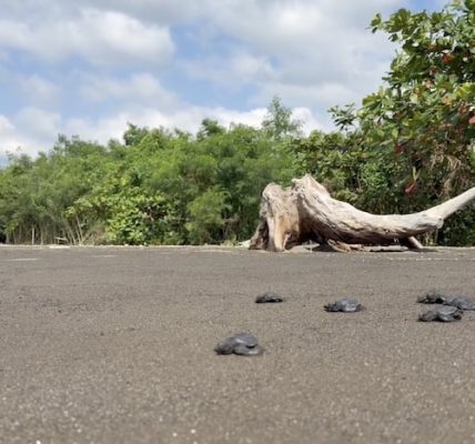 Caltex Batangas Terminal supports sea turtle hatching and population growth