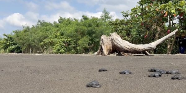 Caltex Batangas Terminal supports sea turtle hatching and population growth