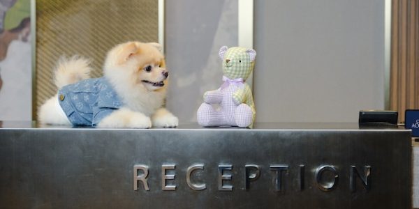 Paws, Pamper, Repeat: Eastwood Richmonde Hotel Partners with Barkhaus for the Ultimate Petcation