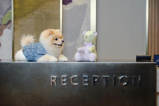 Paws, Pamper, Repeat: Eastwood Richmonde Hotel Partners with Barkhaus for the Ultimate Petcation